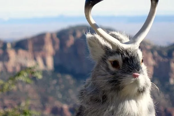 horned_rabbit.jpg