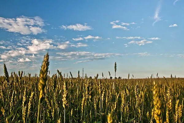 sky-clouds-field-blue.jpg