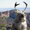horned_rabbit.jpg