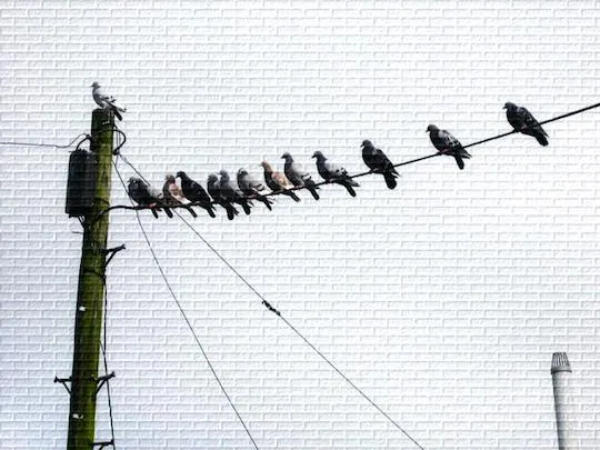 Birdwire.jpg